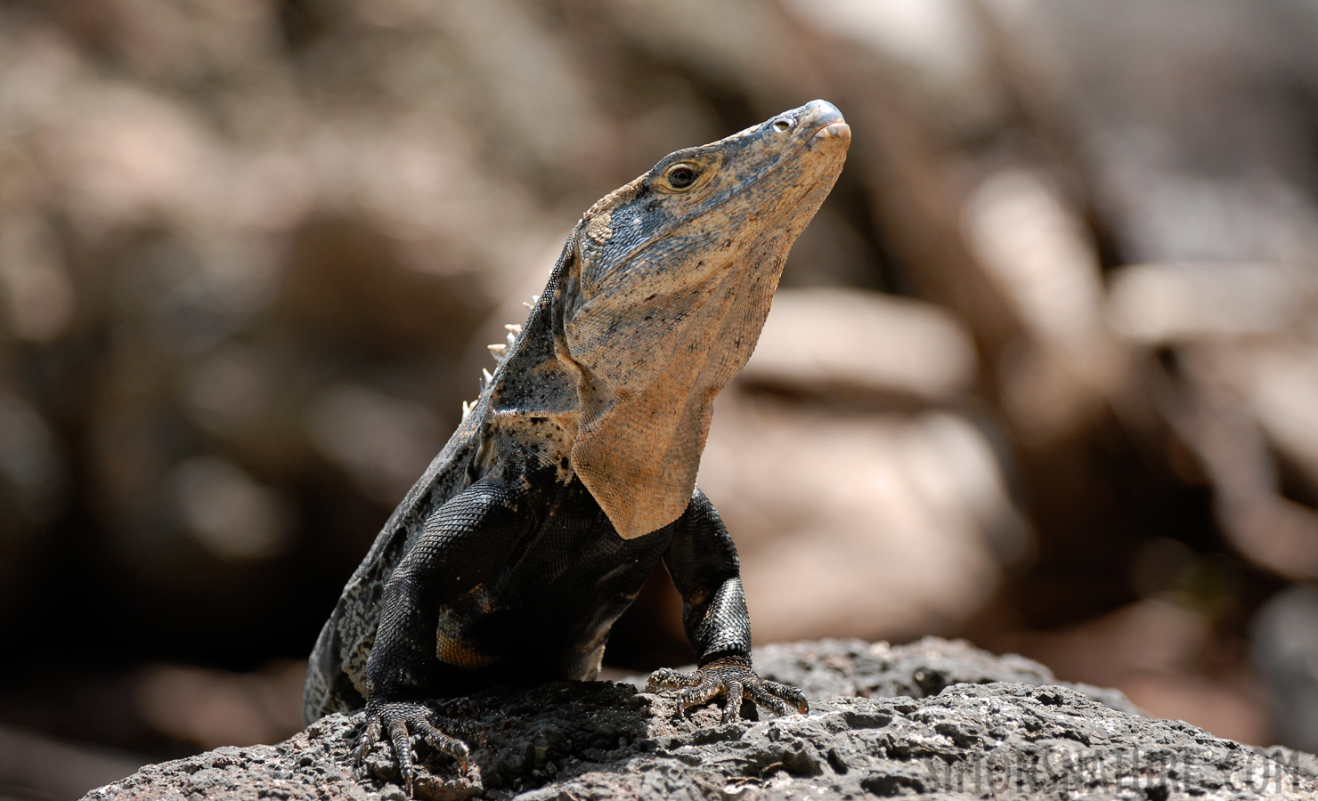 Ctenosaura similis [280 mm, 1/400 Sek. bei f / 4.0, ISO 200]